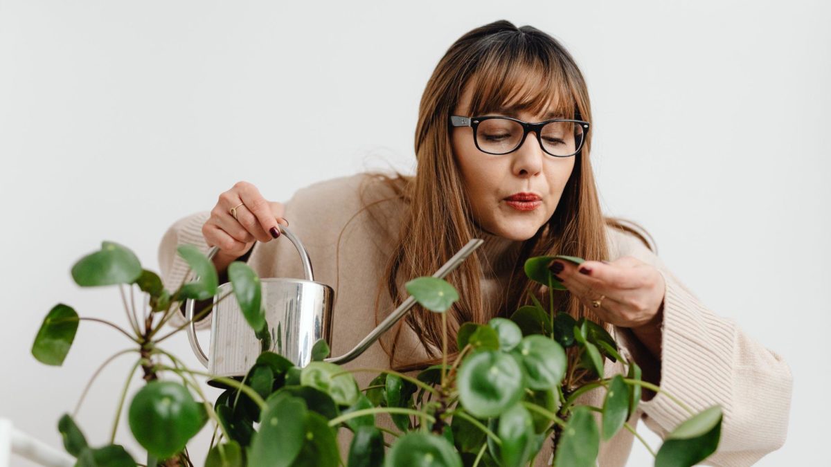 How To Shine Leaves On Indoor Plants