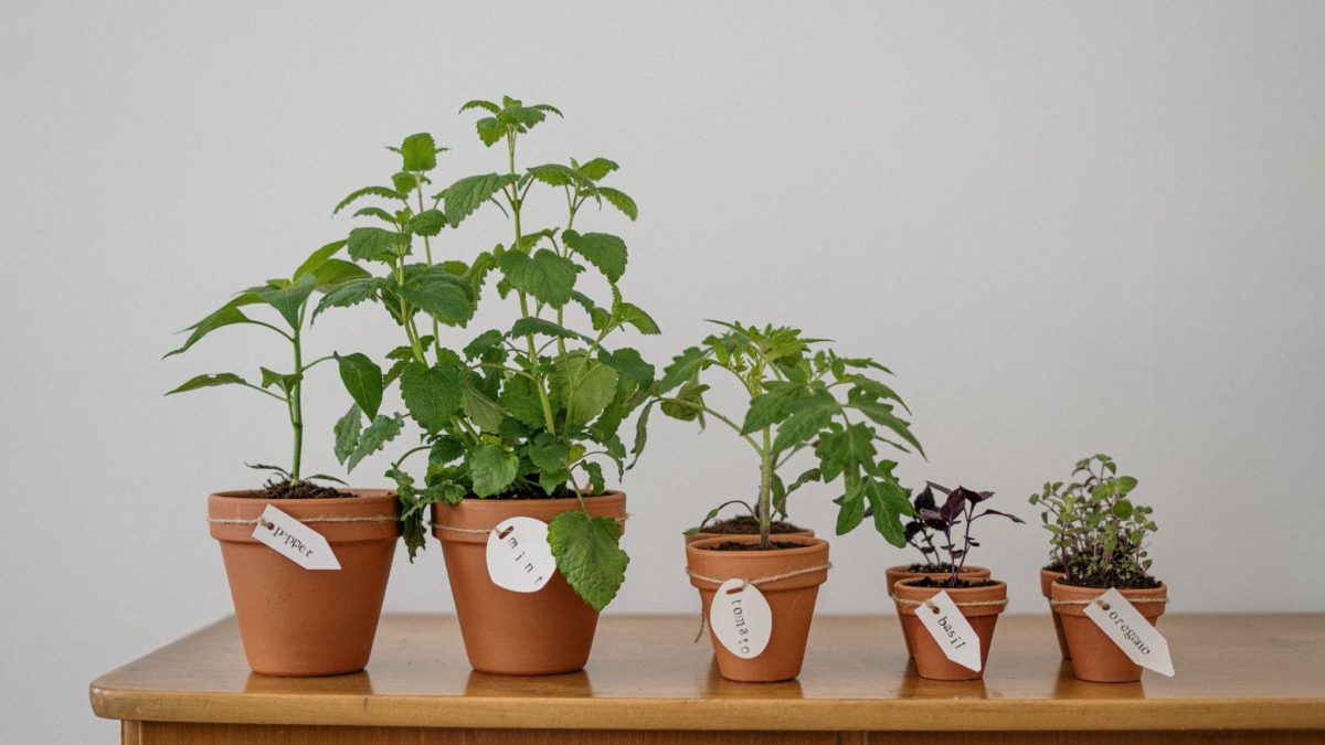 5 Tips To Make Your Potted Plants Grow Faster