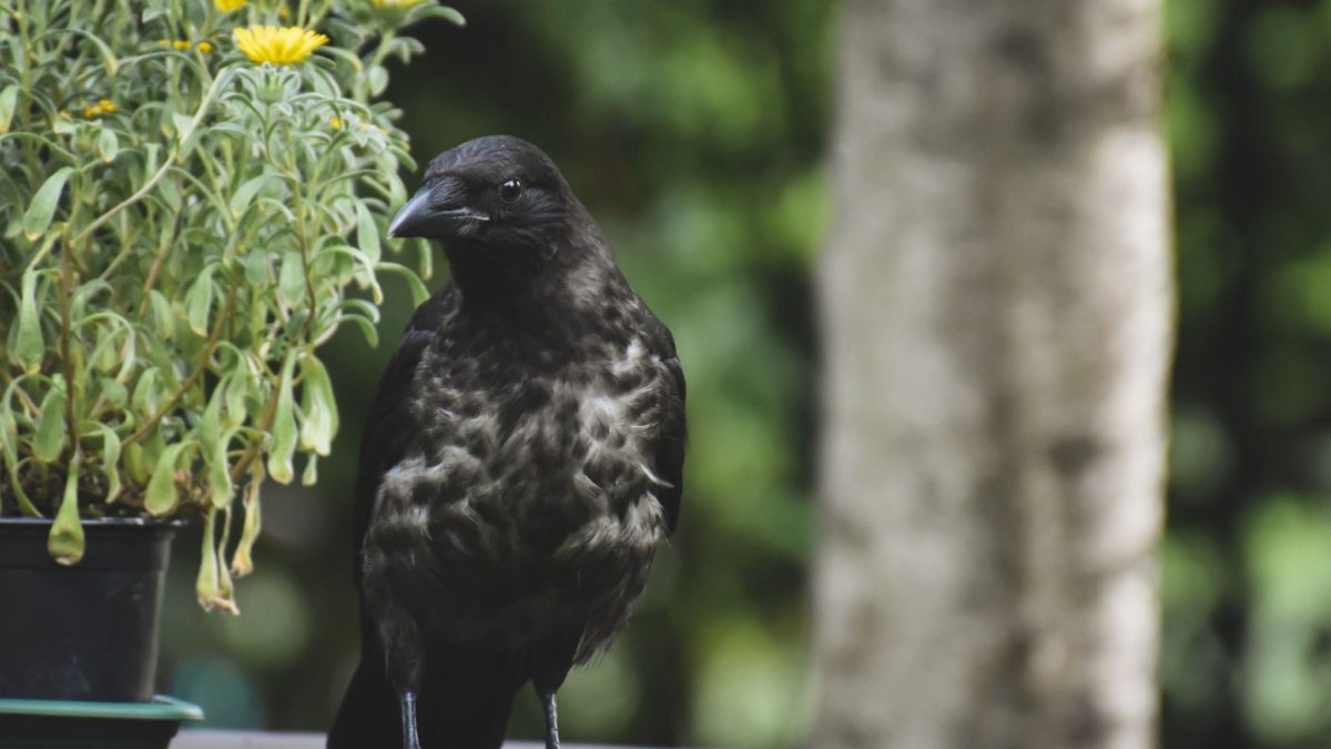 How To Keep Birds From Nesting In Your Potted Plants