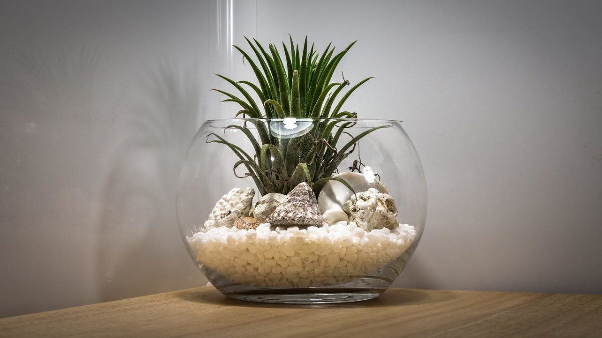 Everything You Need To Know About Air Plants