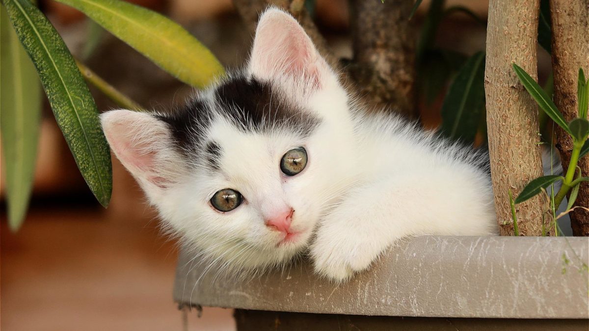How To Keep Cats From Pooping In House Plants: A Step-by-step Guide