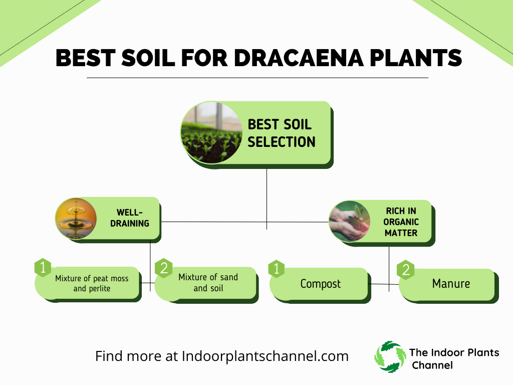 The Best Soil For Dracaena Plants