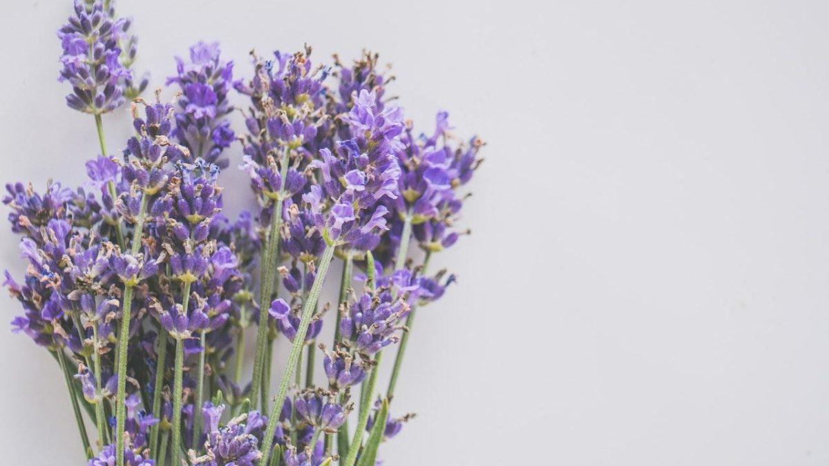 The Best Way To Care For Your Lavender Plants