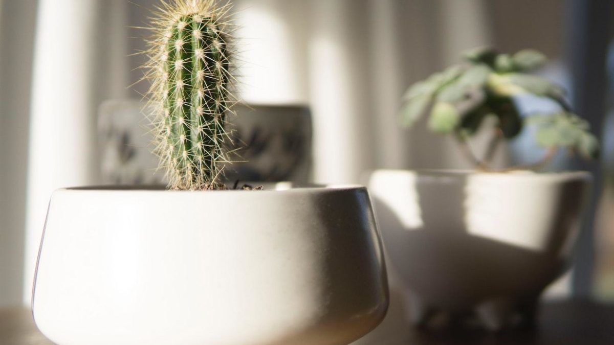 The Perfect Lighting For Your Plants: Direct Vs. Indirect