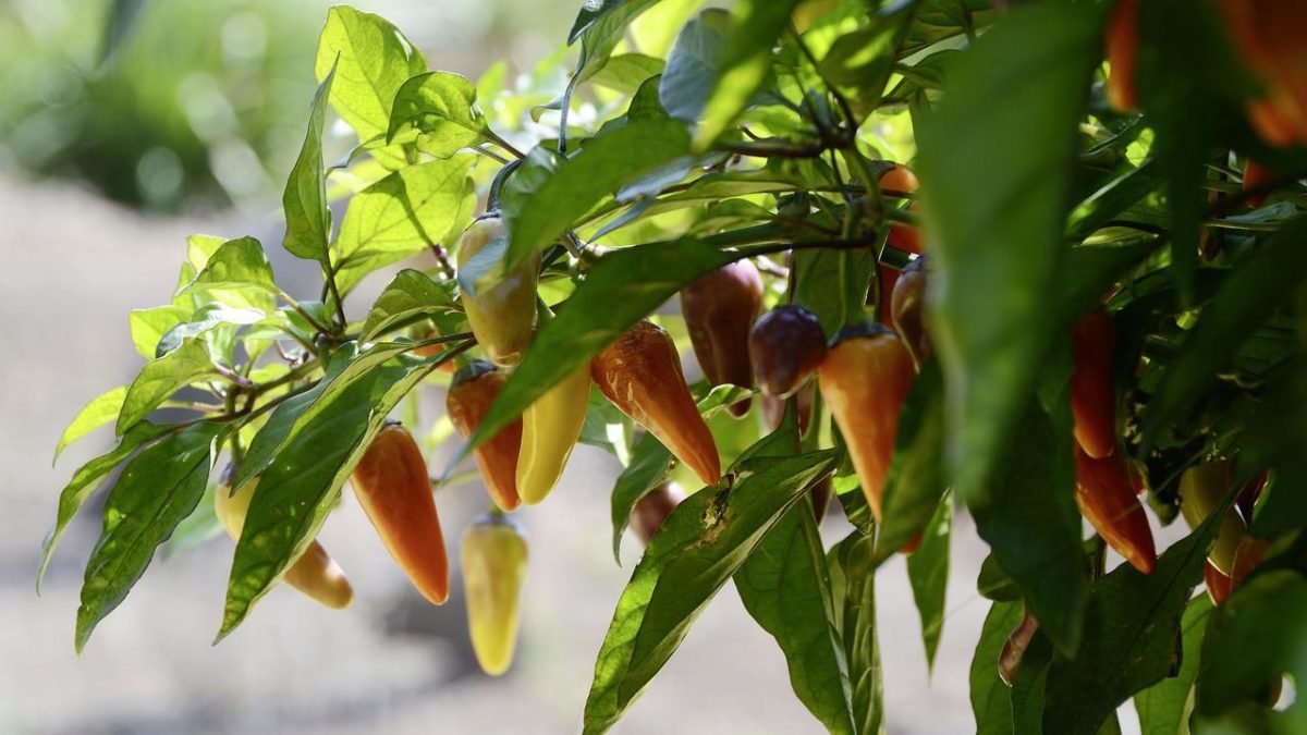 Jalapeno Plants In Pots: How Much Water Do They Need