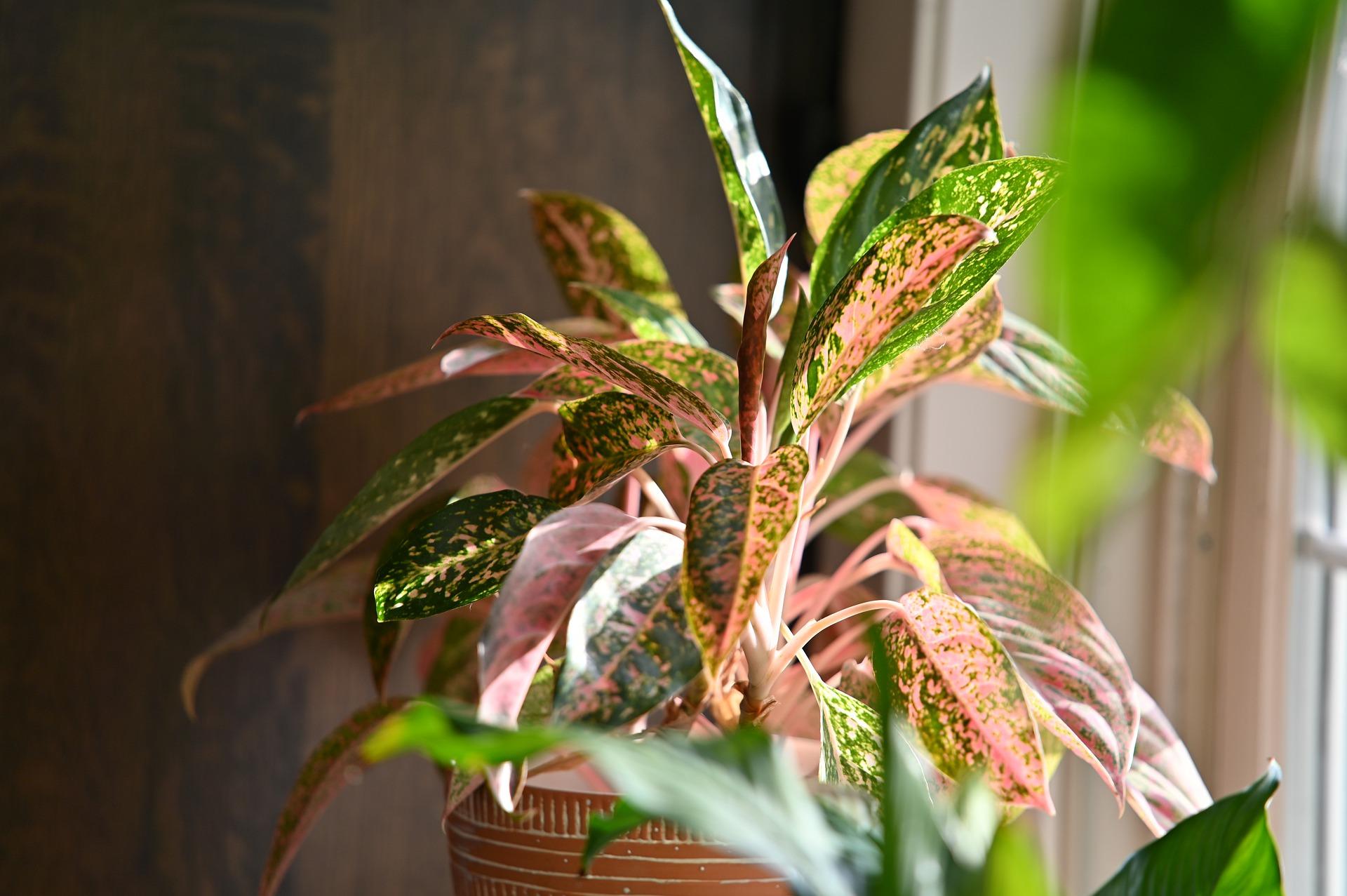 How To Choose The Right Plants For Your Low-light Home