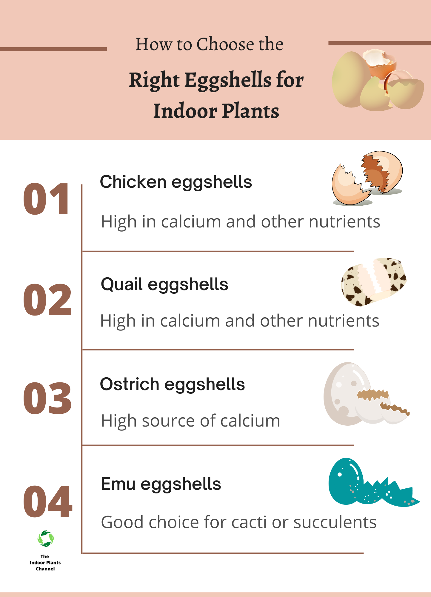 What Type Of Eggshells To Use With Indoor Plants