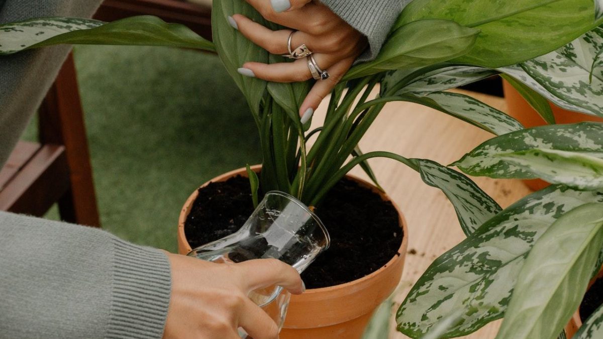 How Often Should You Water Your Indoor Plants
