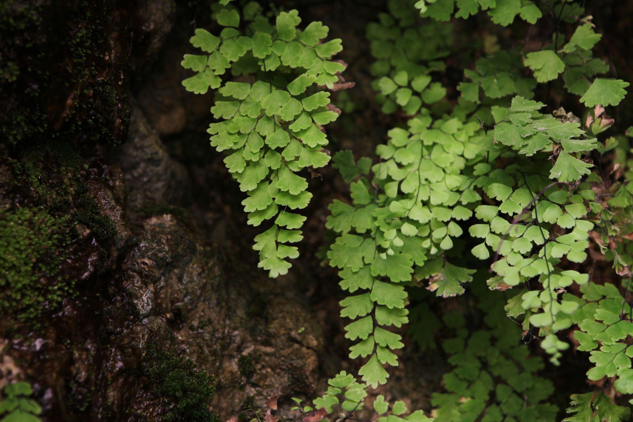 How To Choose The Right Plants For Your Low-light Home