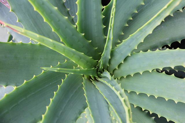 How To Choose The Right Plants For Your Low-light Home