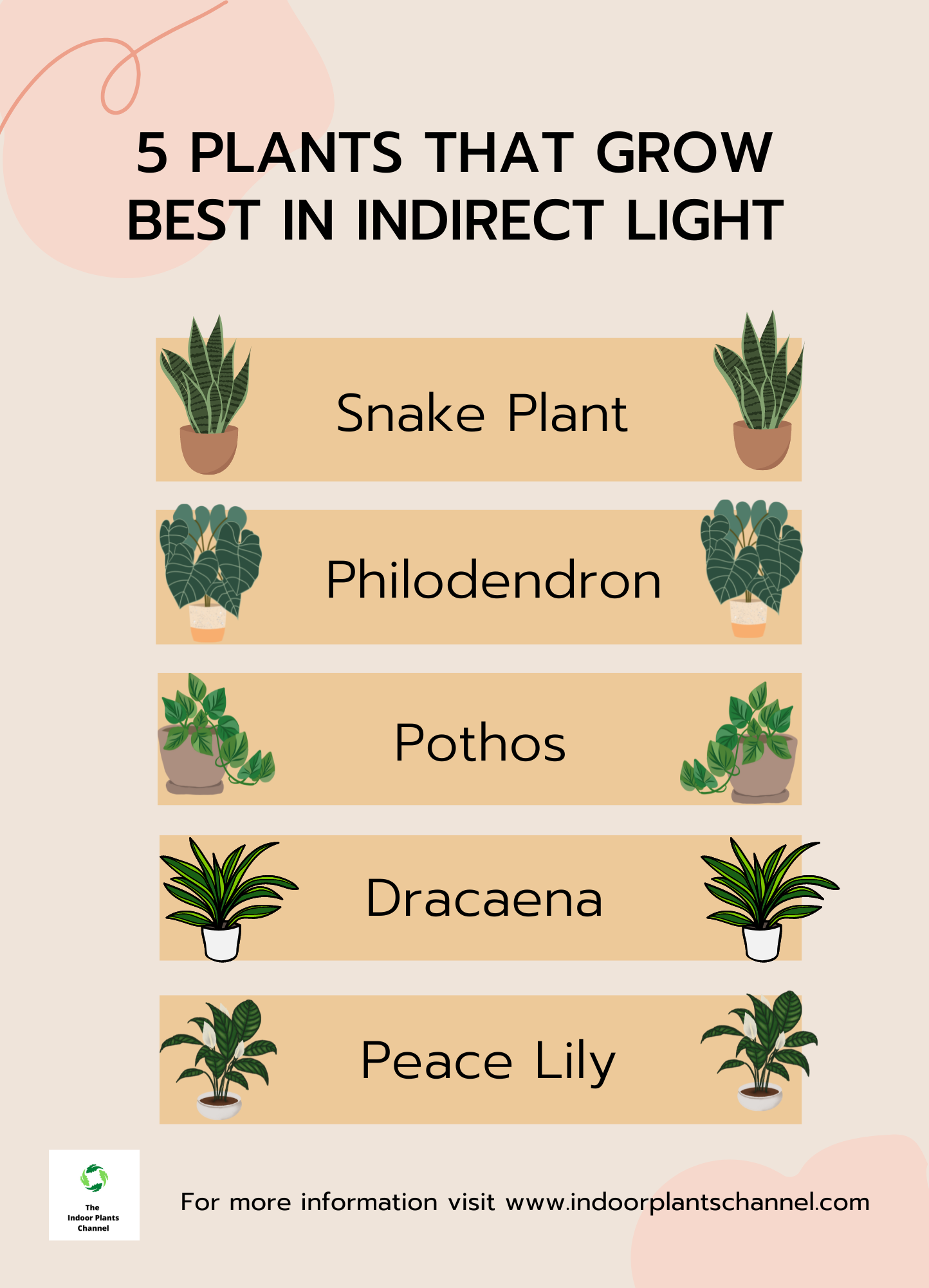 The Best Plants For Indirect Light