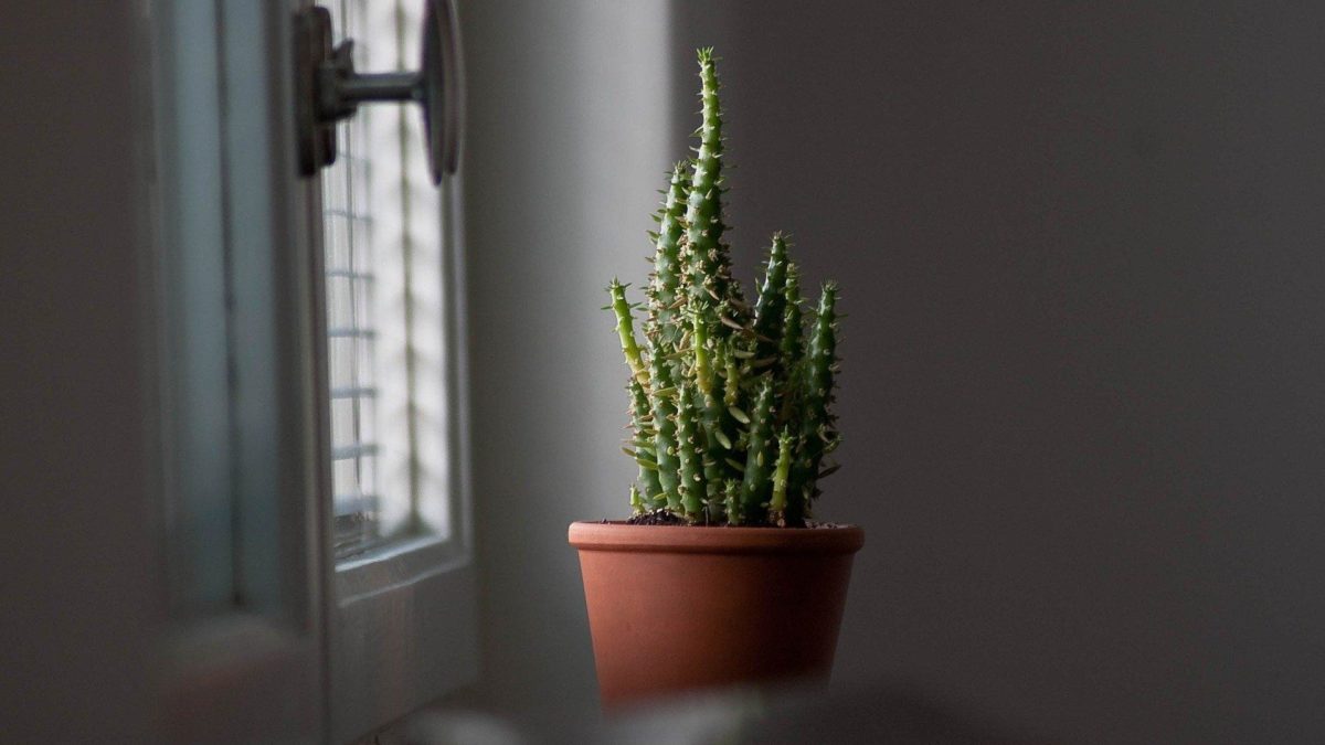 The Best Indoor Plants That Require Little Water And Maintenance