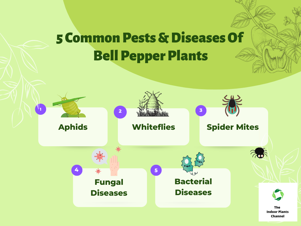 The Common Pests And Diseases Of Bell Pepper Plants In Pots
