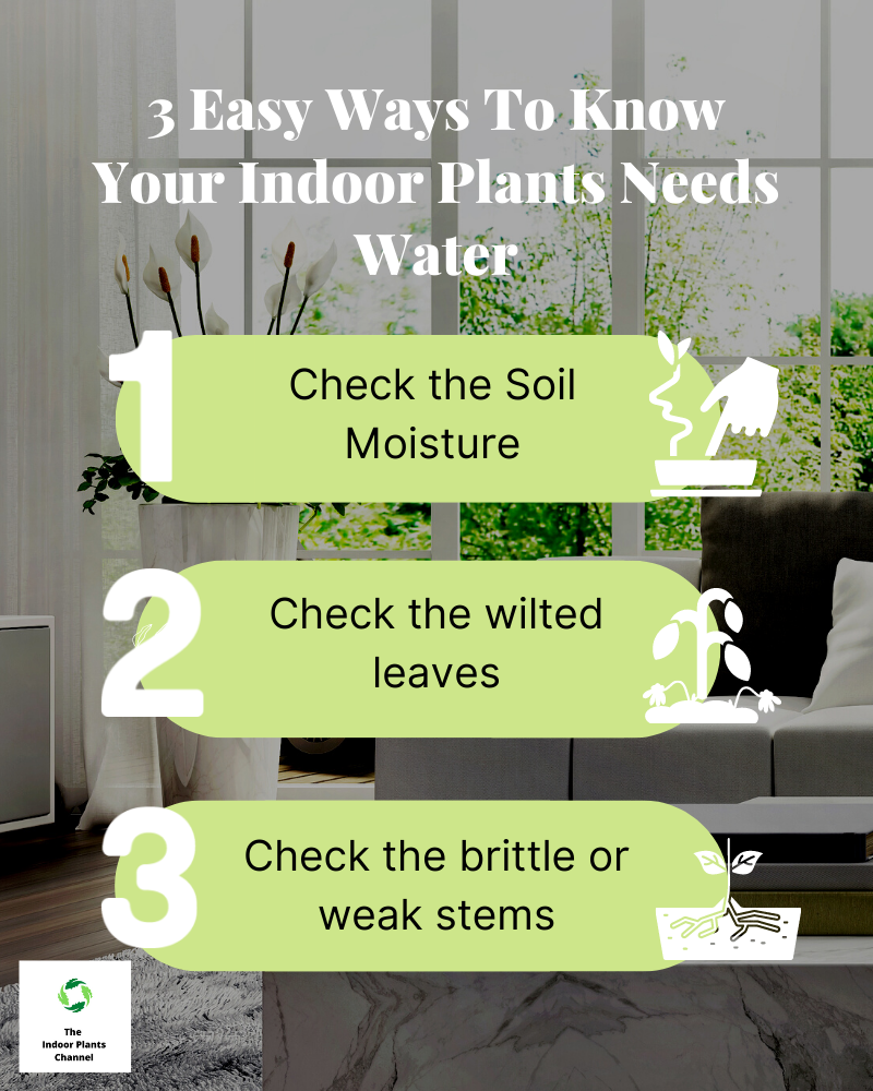 How To Tell If Your Large Indoor Plant Needs Watering