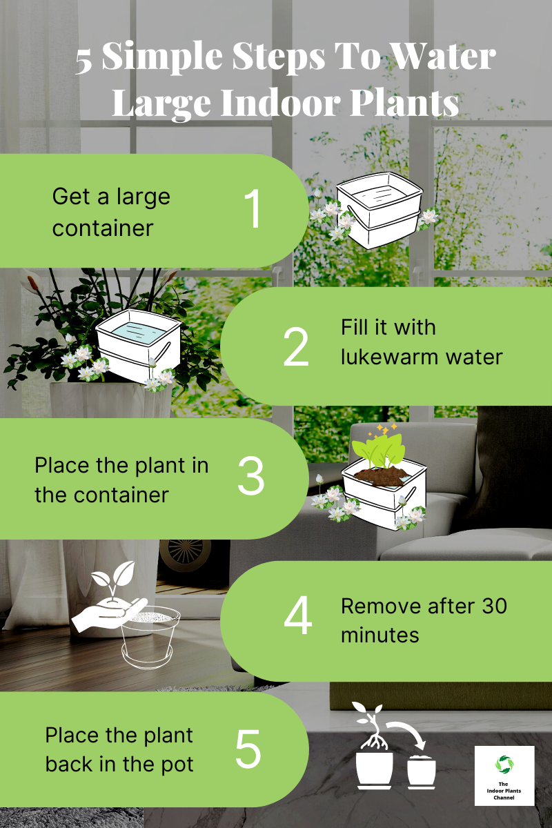5 Simple Steps to Water Large Indoor Plants