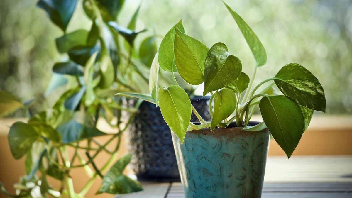 How To Choose Low-Light Plants For Your Home