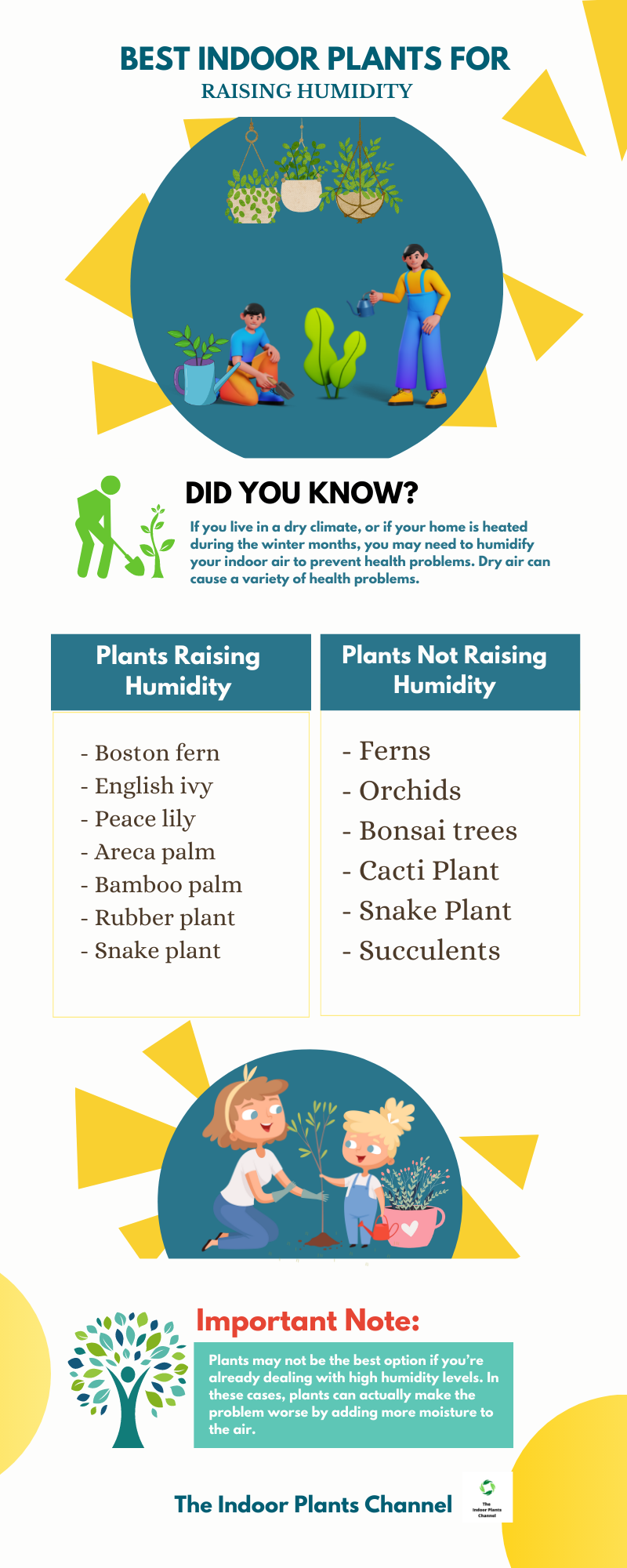 5 Best Indoor Plants For Raising Humidity