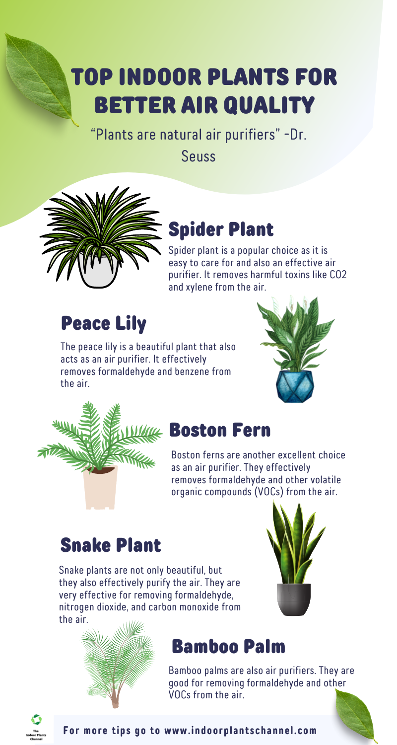 Top 5 Indoor Plants For Better Air Quality