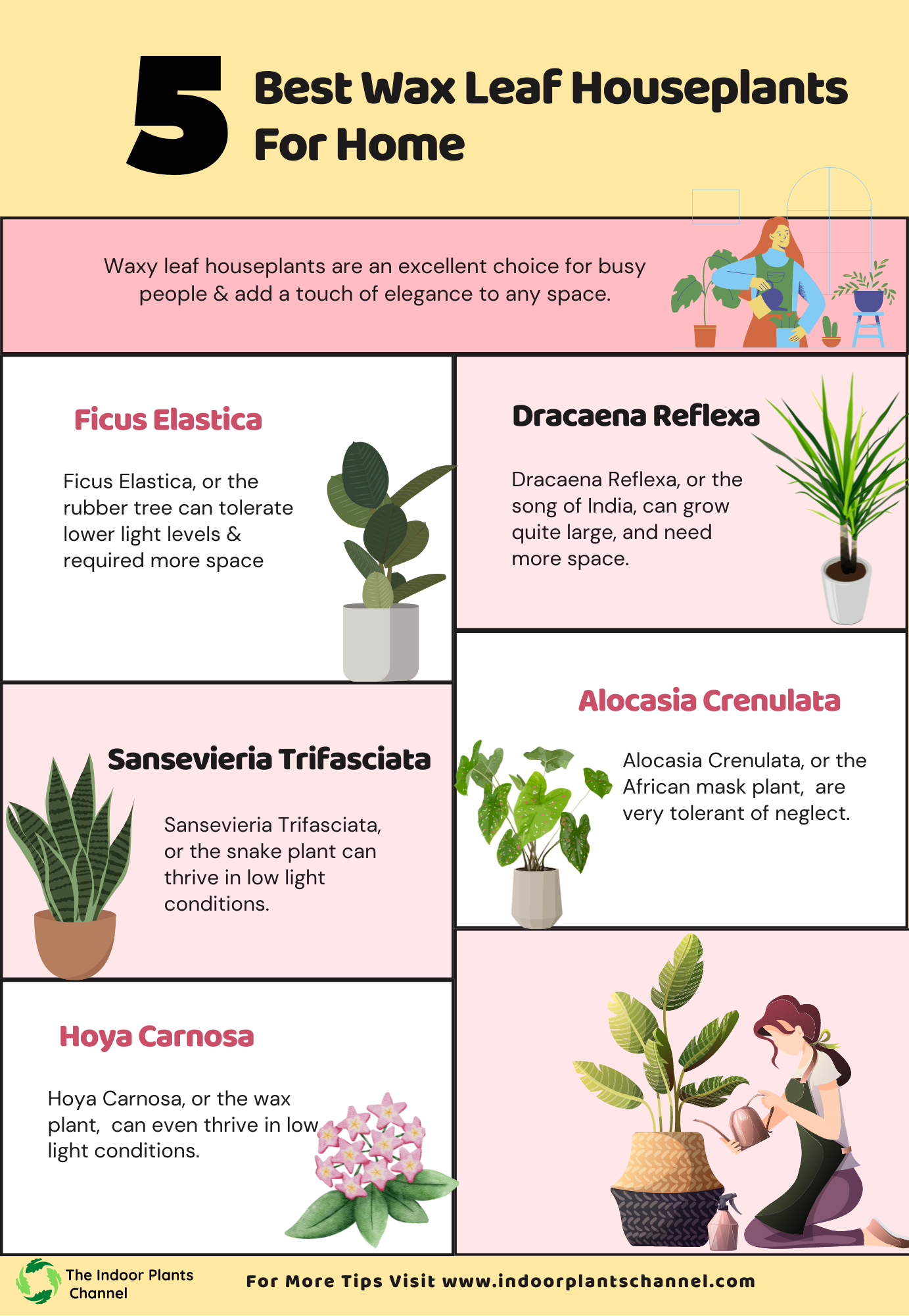 Best Wax Leaf Houseplants