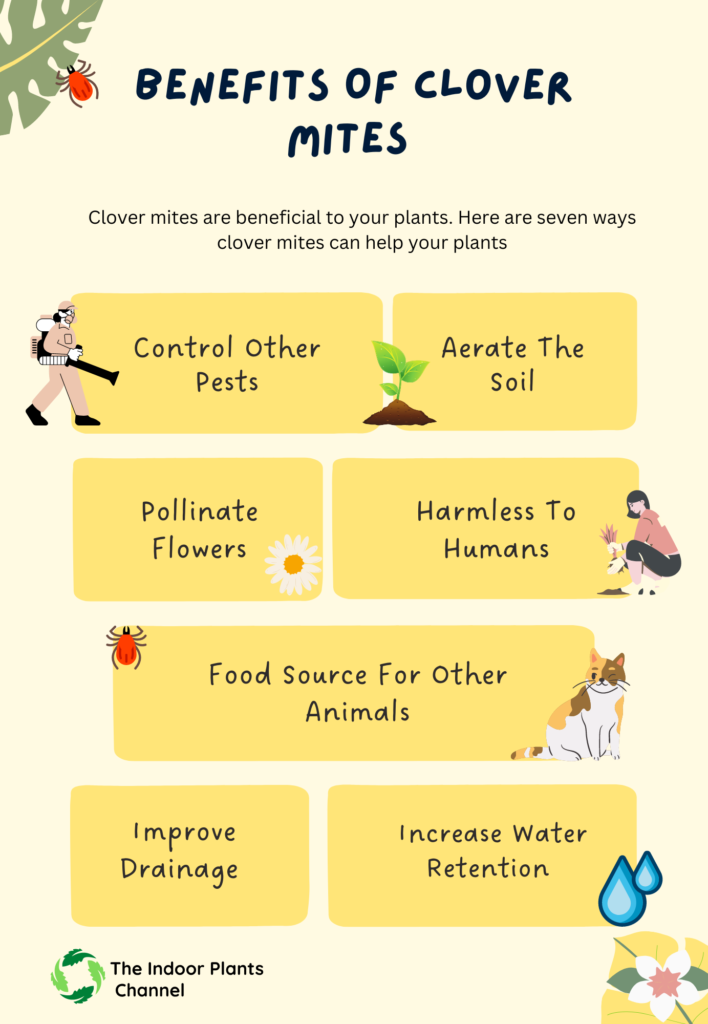 How Clover Mites Can Benefit Your Houseplants