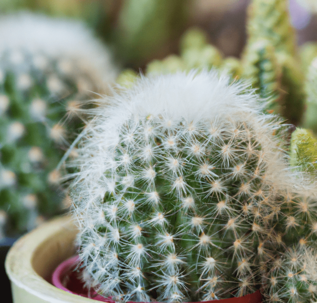 Slow-growing cactus plant