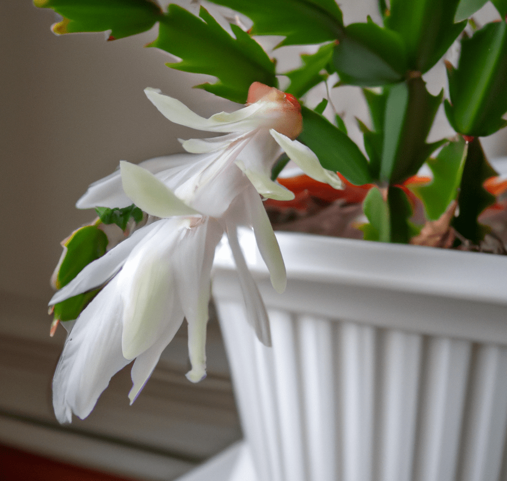 Christmas Cactus in closeup photo