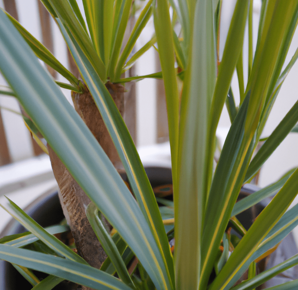 Close up shot of Yucca plants in a pot