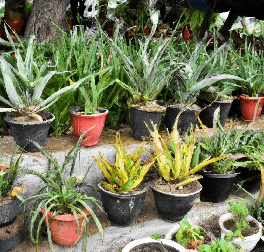 Garden Centers containing different slow growing plants
