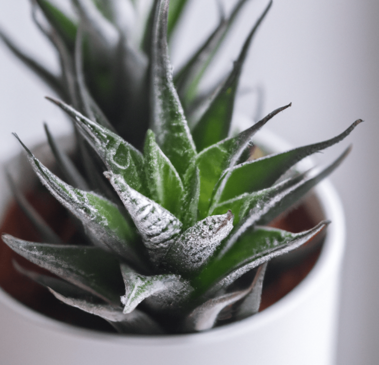 Haworthia