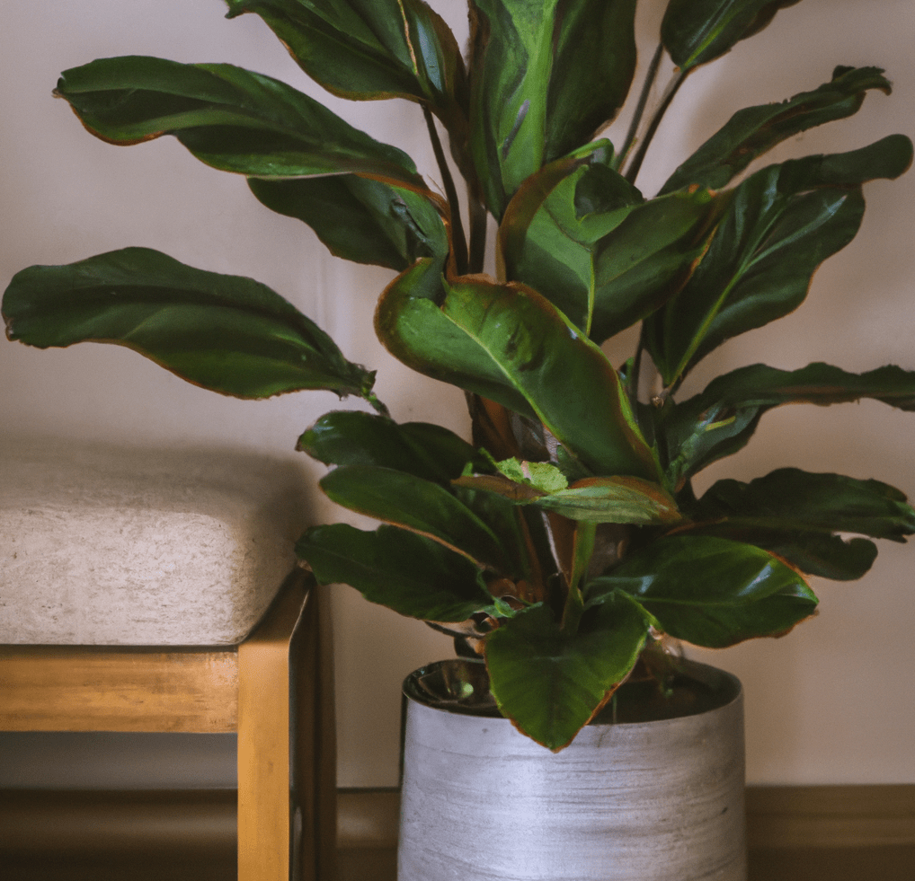 Calathea plant