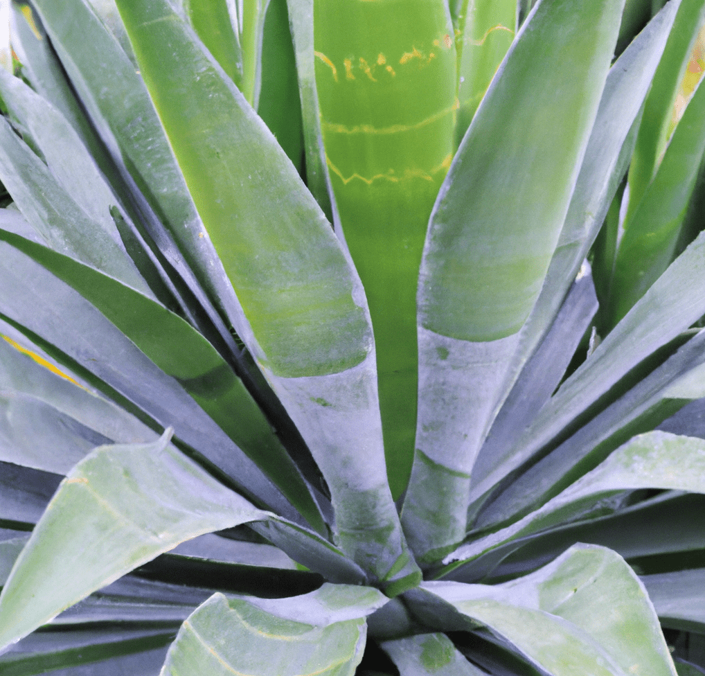 Photo of agave leaves plant