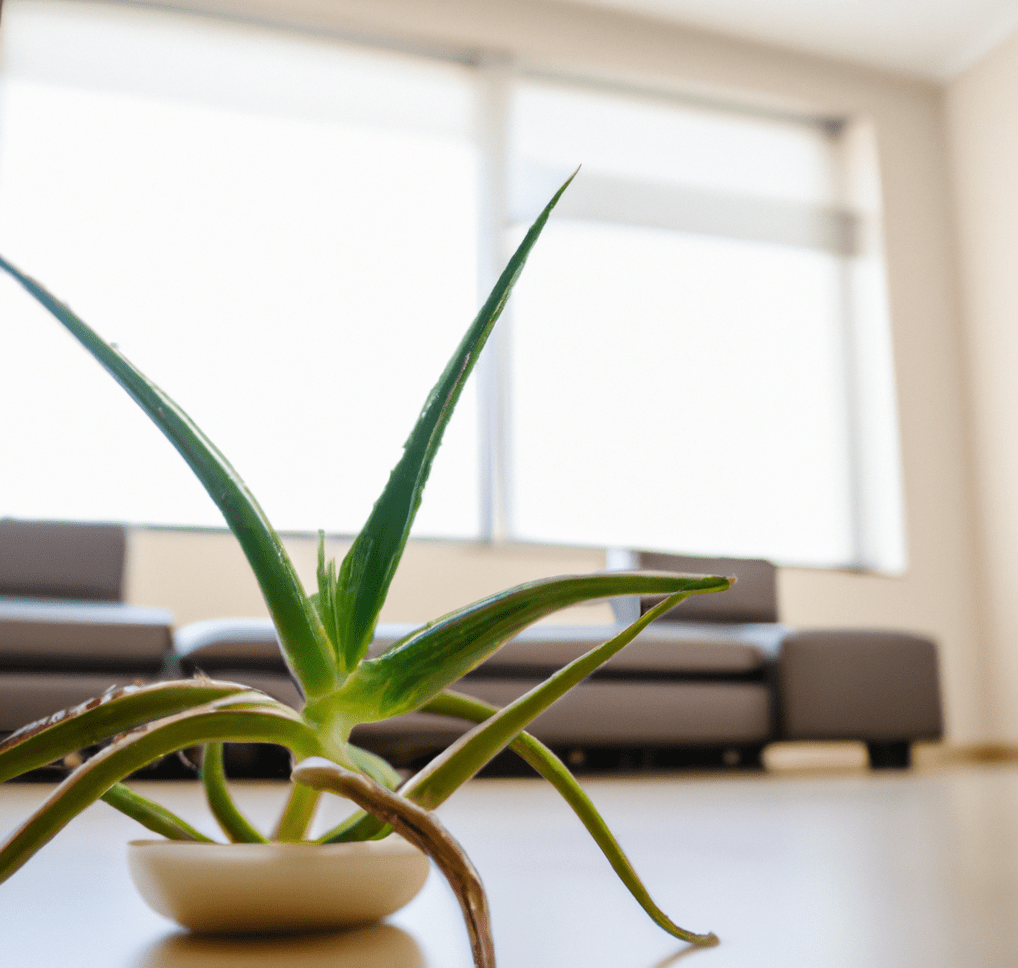 Aloe Vera Plant