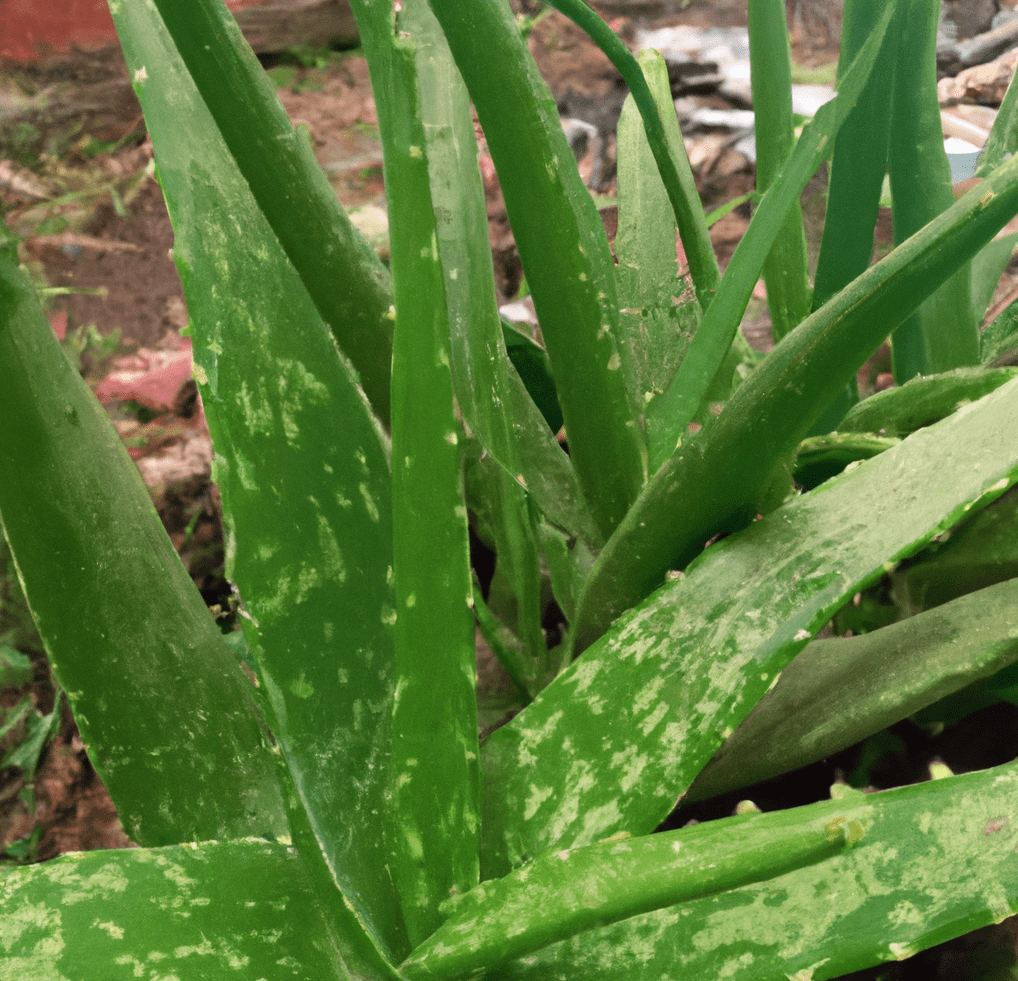 Photo of aloe vera plants