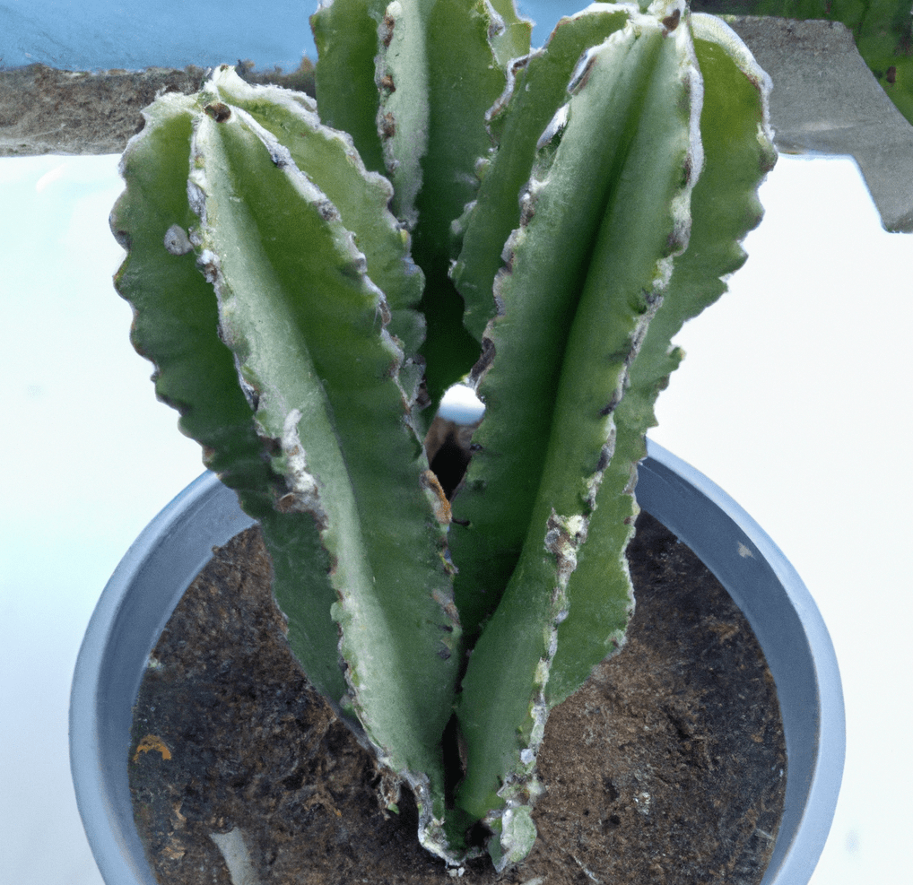 Photo of cactus green plants in a pot