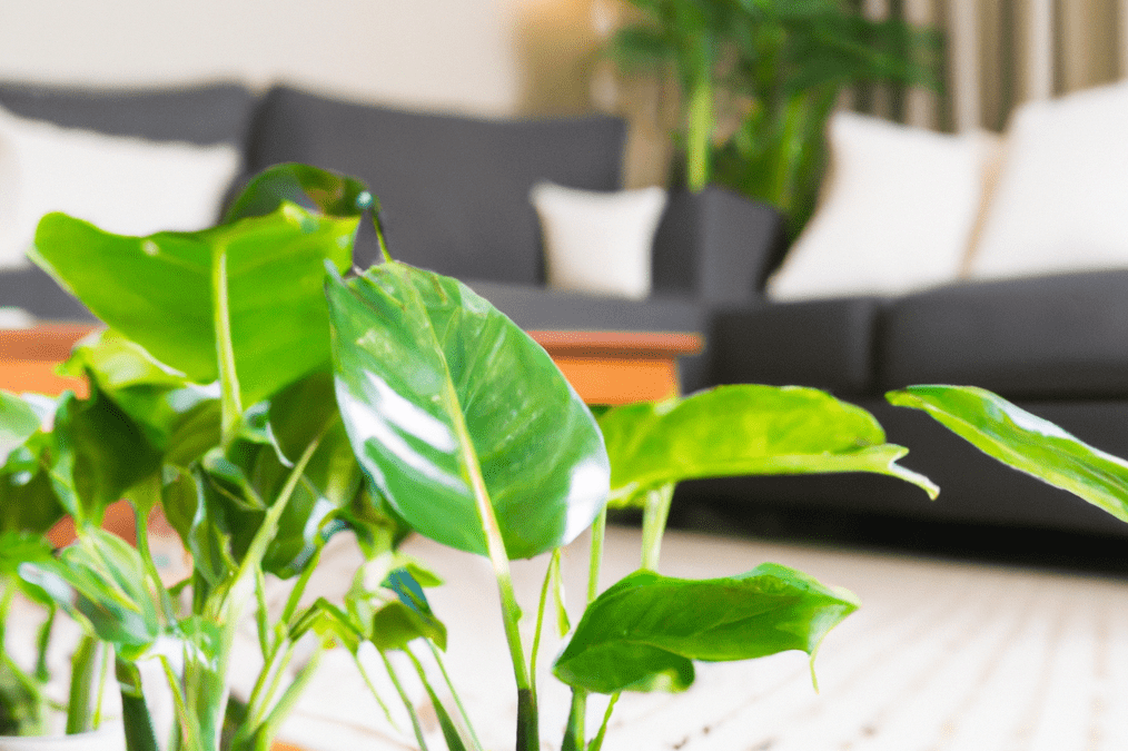 Waxy Leaf House Plants : Everything You Wanted To Know