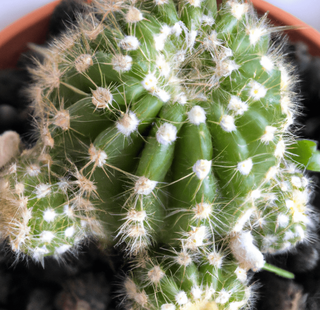 Saguaro Cactus