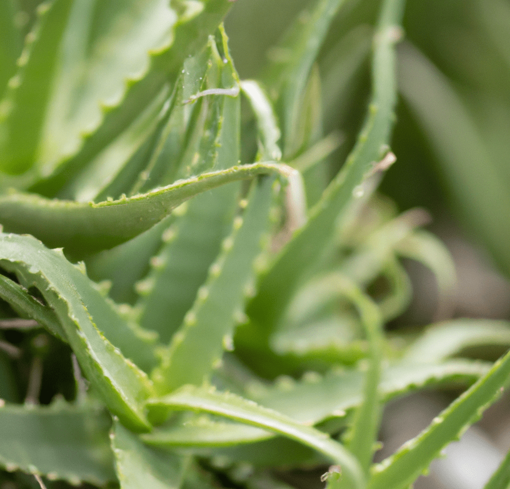 aloe vera plants