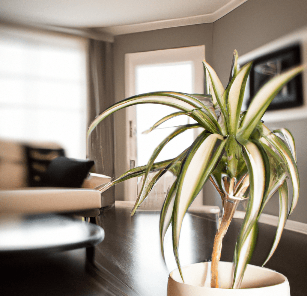 Dracaena plant