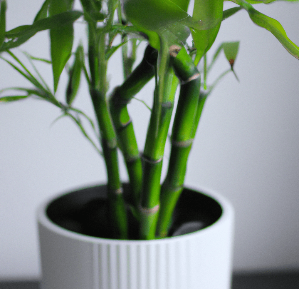 Closeup photo of a bamboo plant