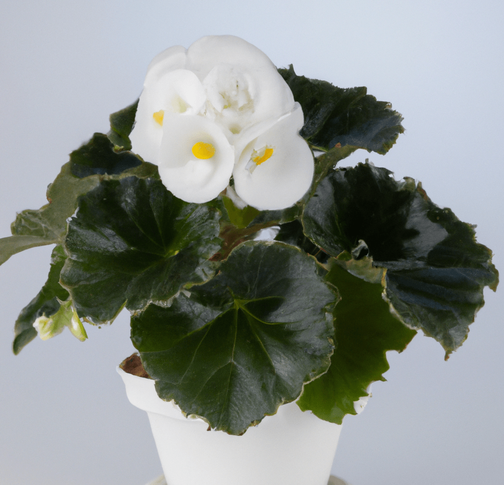 Photo of Begonia plant