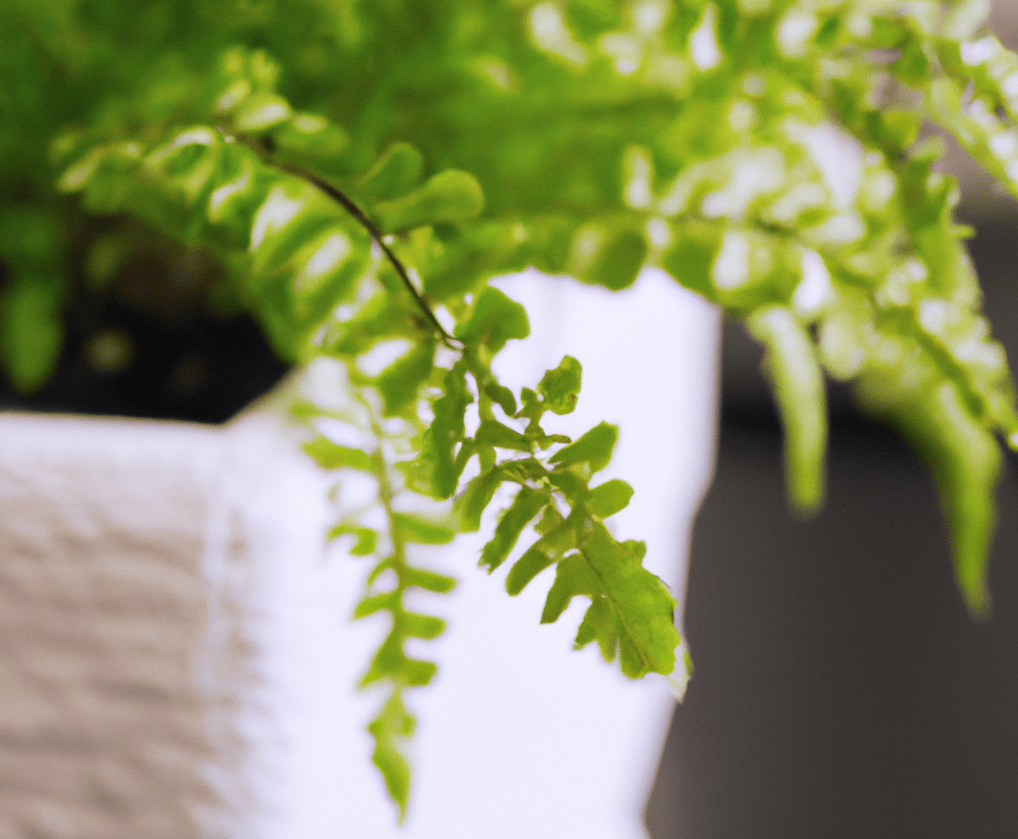 Boston fern in closeup photo