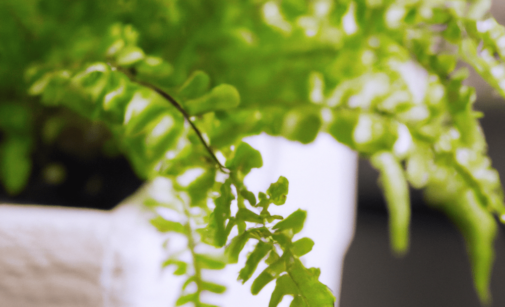 Boston fern in closeup photo