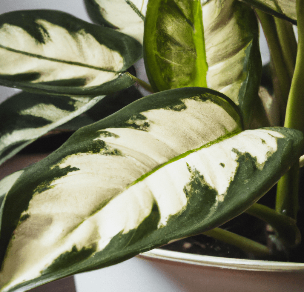 Chinese Evergreen in closeup photo