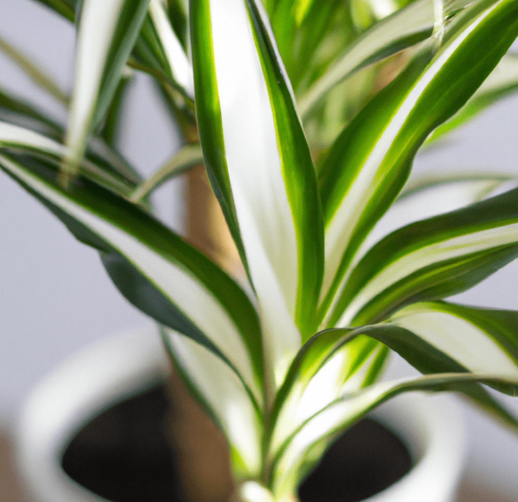 White potted Dracaena in closeup photo