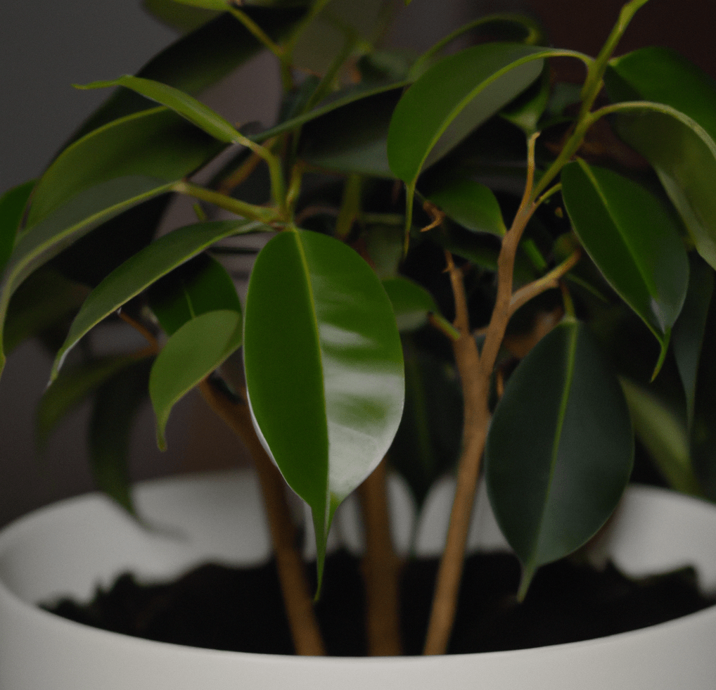 Photo of a Ficus plant