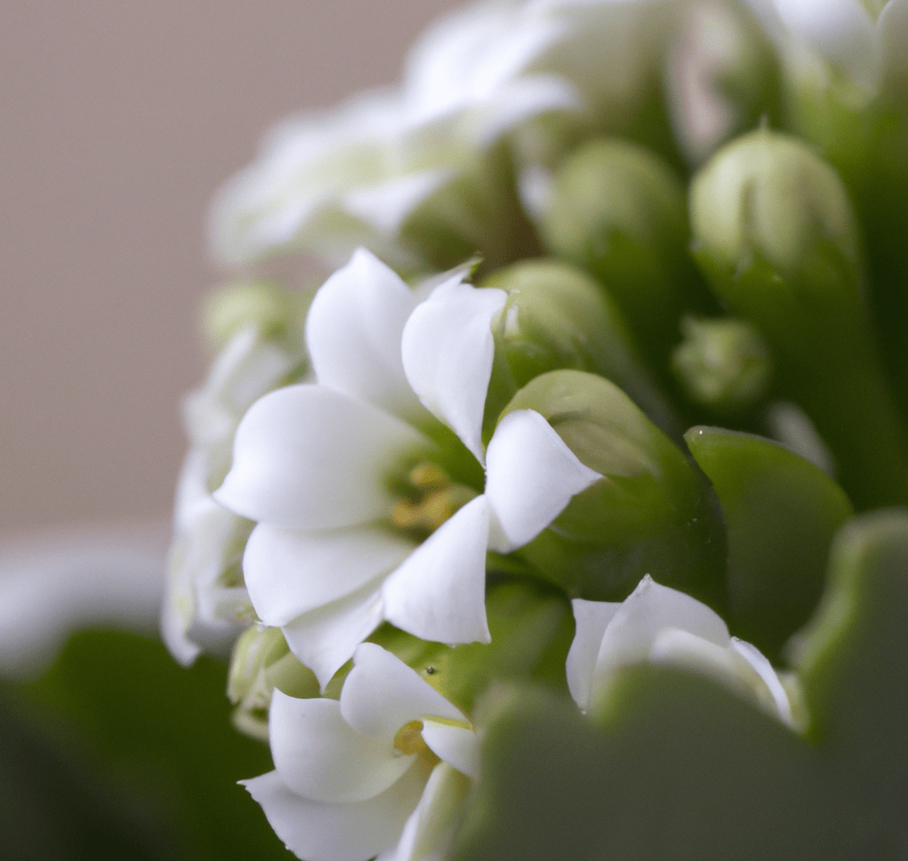Kalanchoe plant in closeup photo