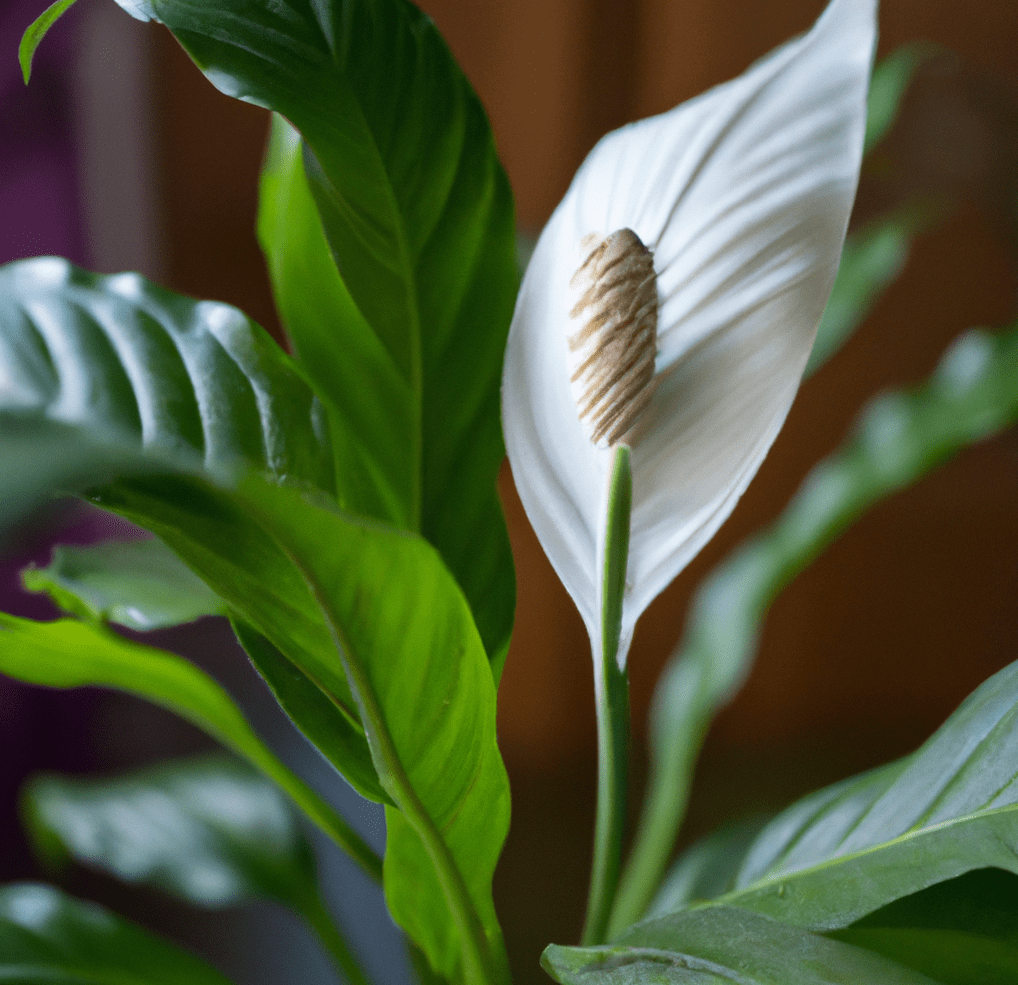 Peace lily in closeup photo