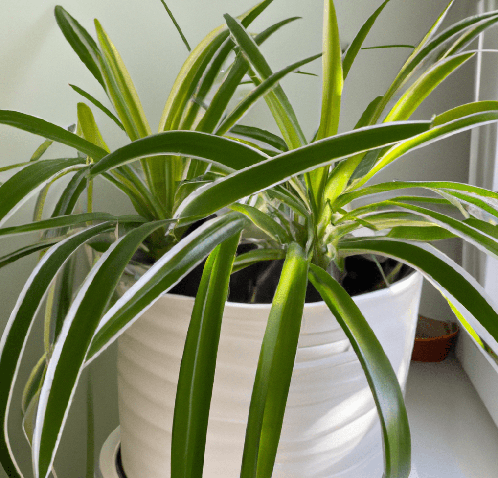 Spider plant in closeup photo