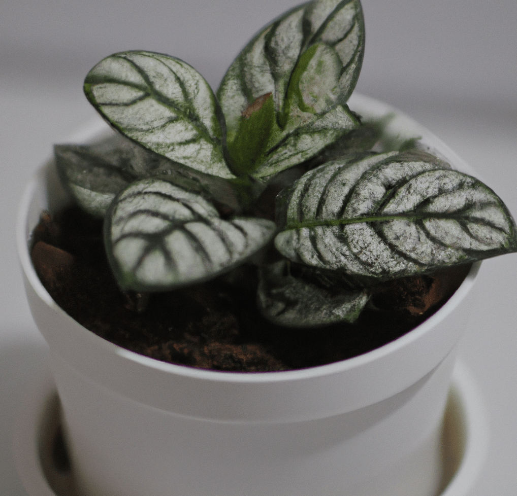 White potted ZZ plant in closeup photo