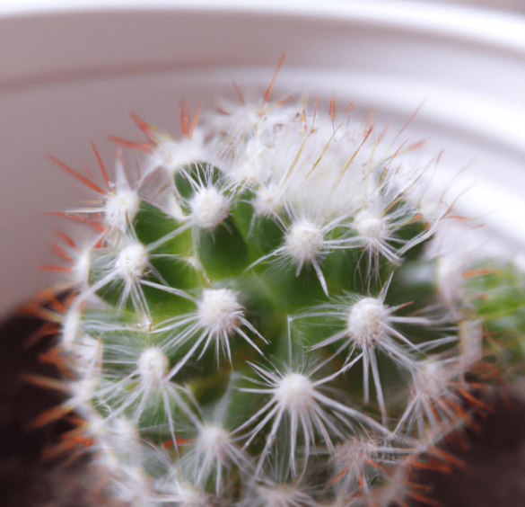 Slow-growing cactus plant